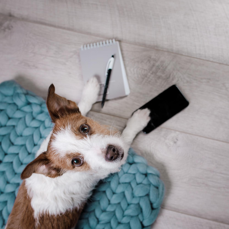 Terrier Dog With Notepad and Phone on Rug