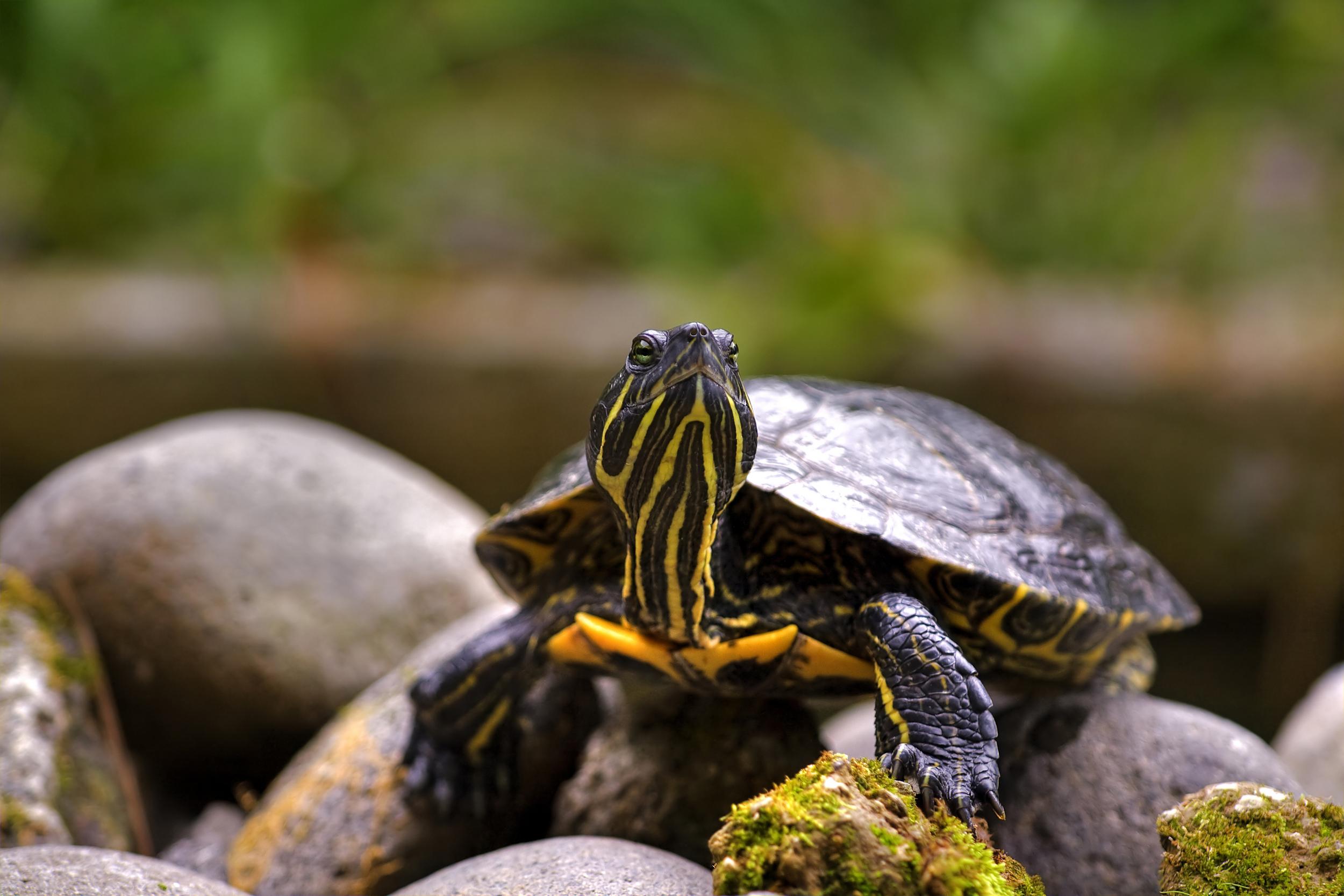 Painted Turtle on Rocks