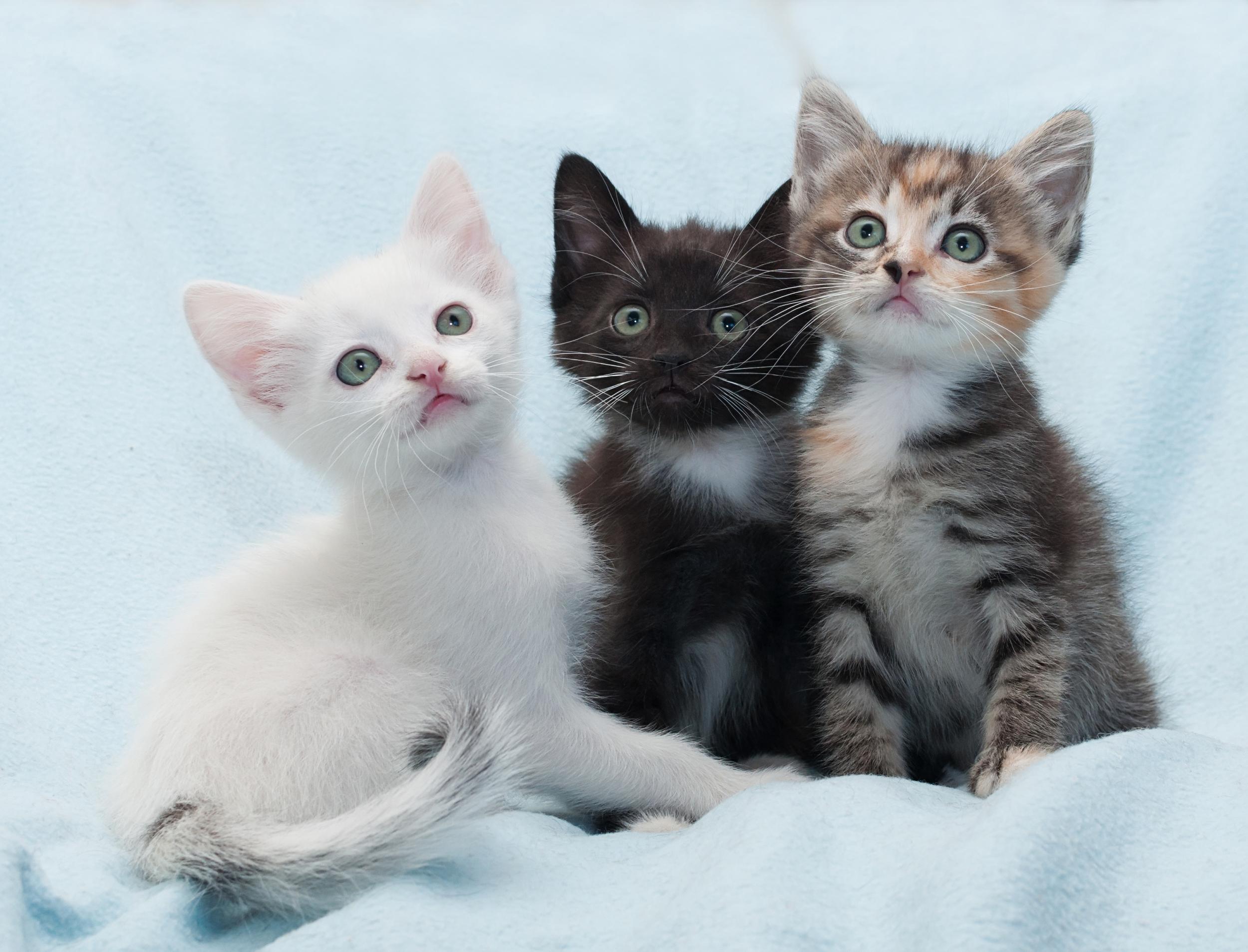 Three Little Kittens