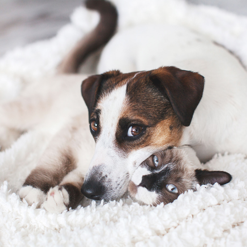 Cat and Dog on Blanket