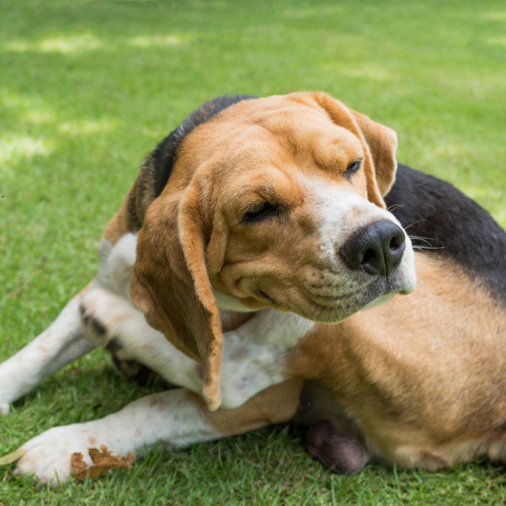 Dog Scratching