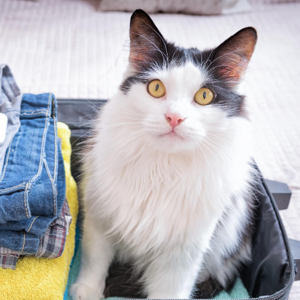 Grey and White Cat Sitting in Suitcase